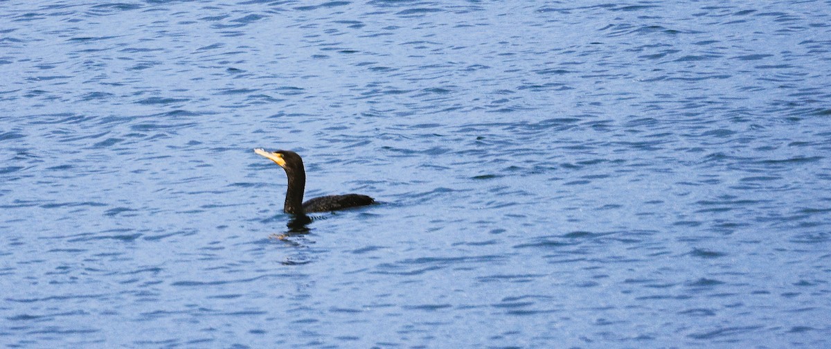 Ohrenscharbe - ML646614515