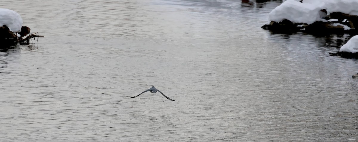 アメリカヤマセミ - ML646614516