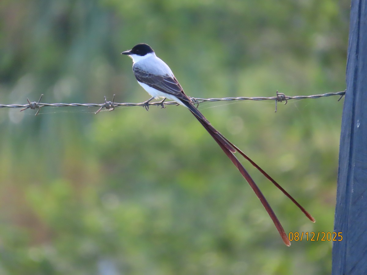Fork-tailed Flycatcher - ML646614517