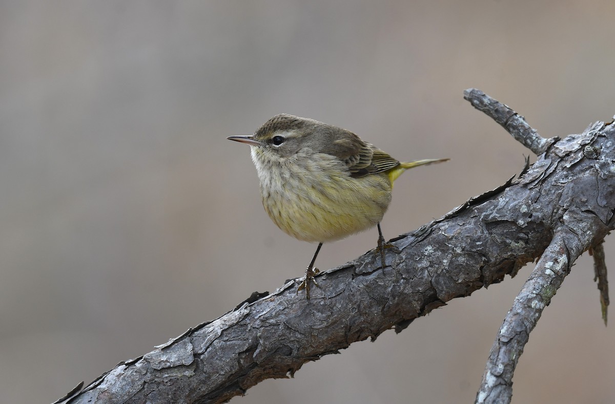ヤシアメリカムシクイ（palmarum） - ML646614518