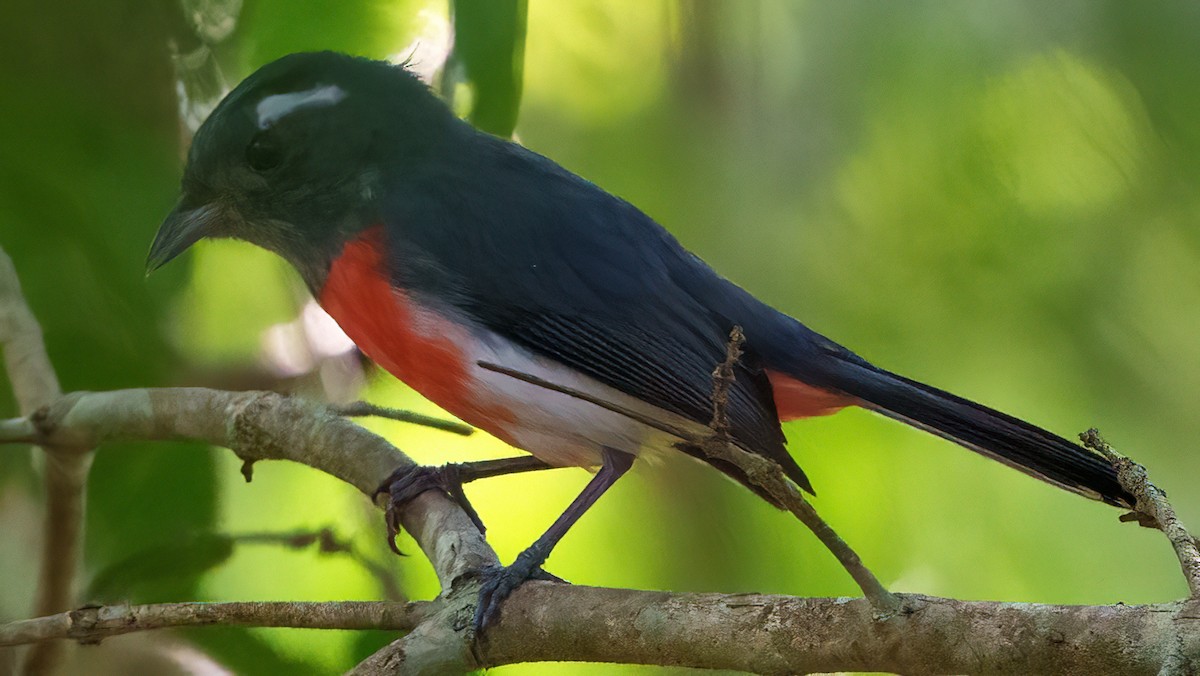 コムネアカアメリカムシクイ - ML646614519