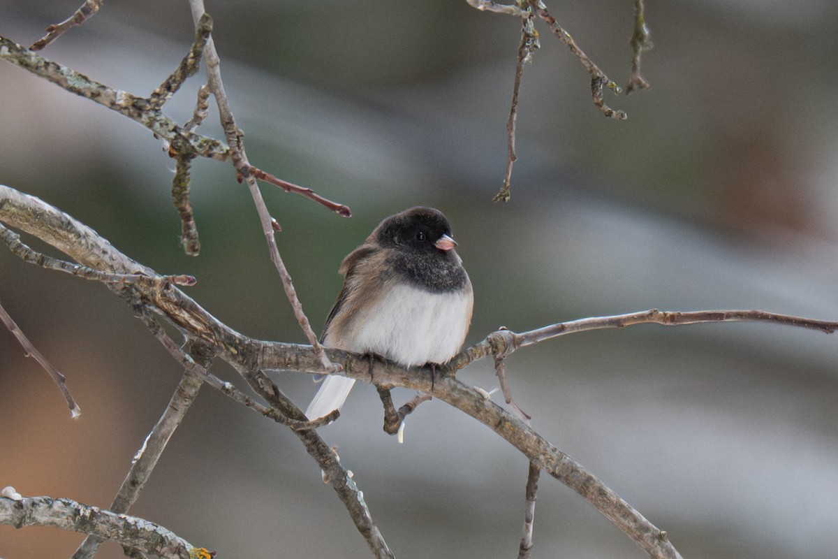 Dark-eyed Junco (cismontanus) - ML646614521