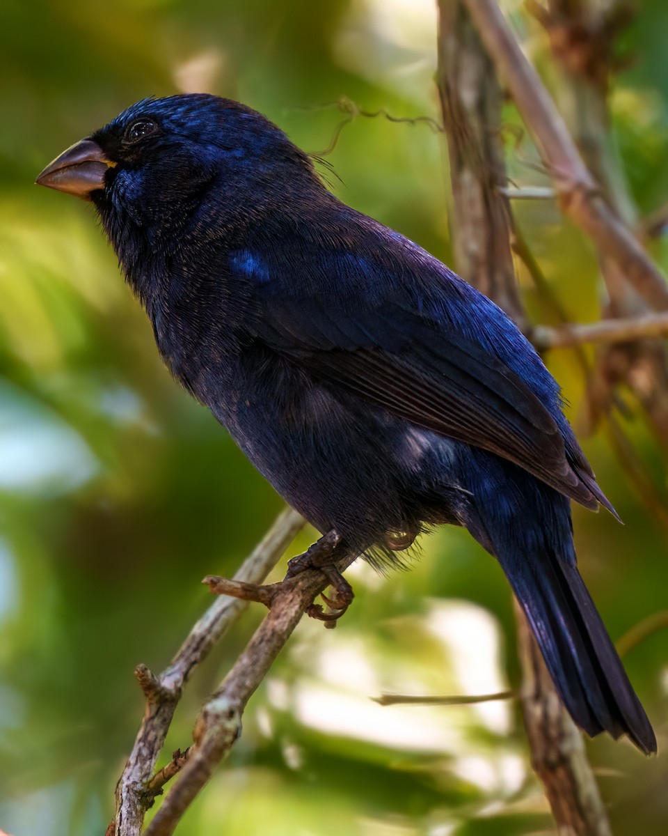 コクロルリノジコ - ML646614523