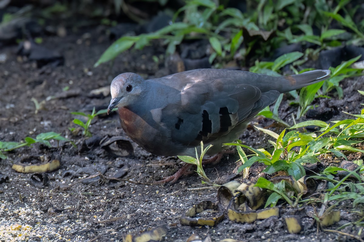 Colombe mondétour - ML646614528