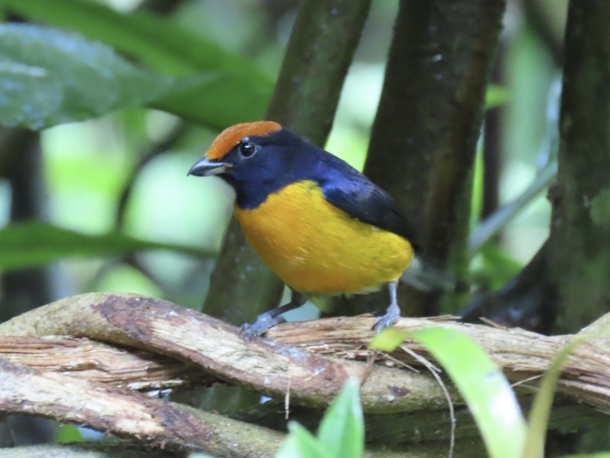 Tawny-capped Euphonia - ML646614530