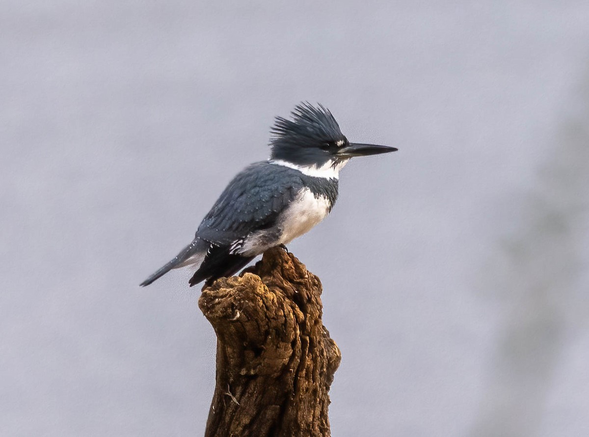 Belted Kingfisher - ML646614531
