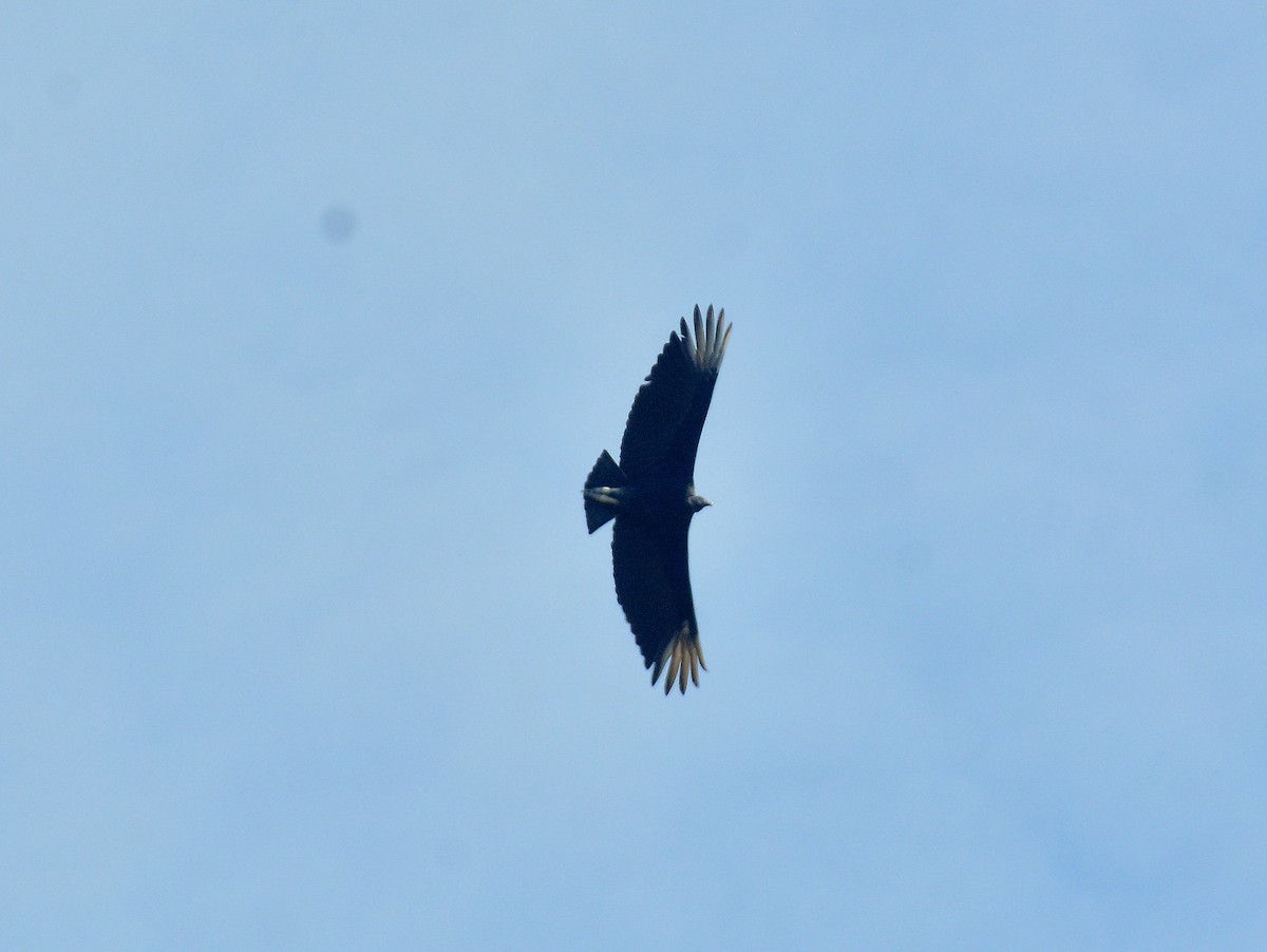 クロコンドル - ML646614532