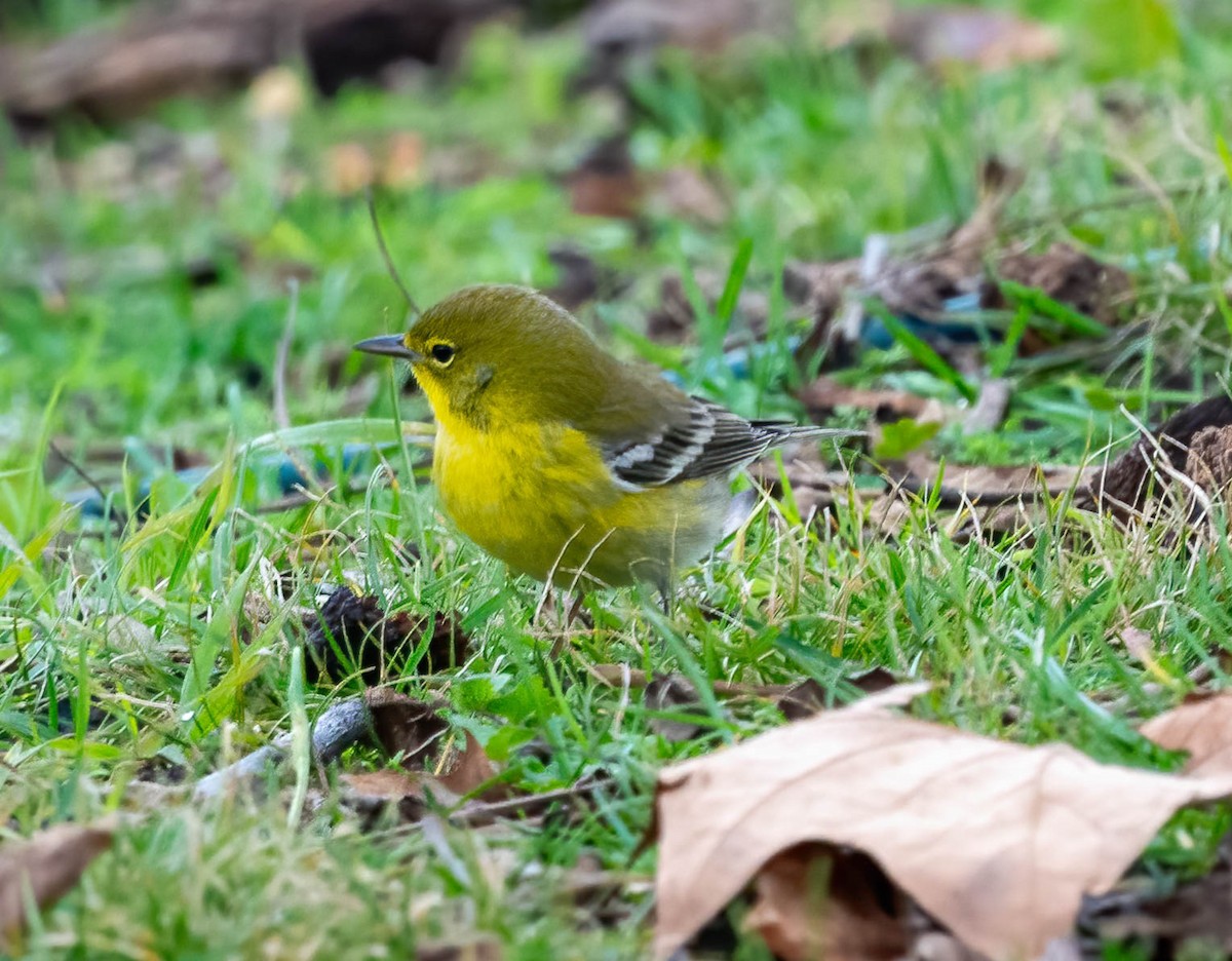 Pine Warbler - ML646614533