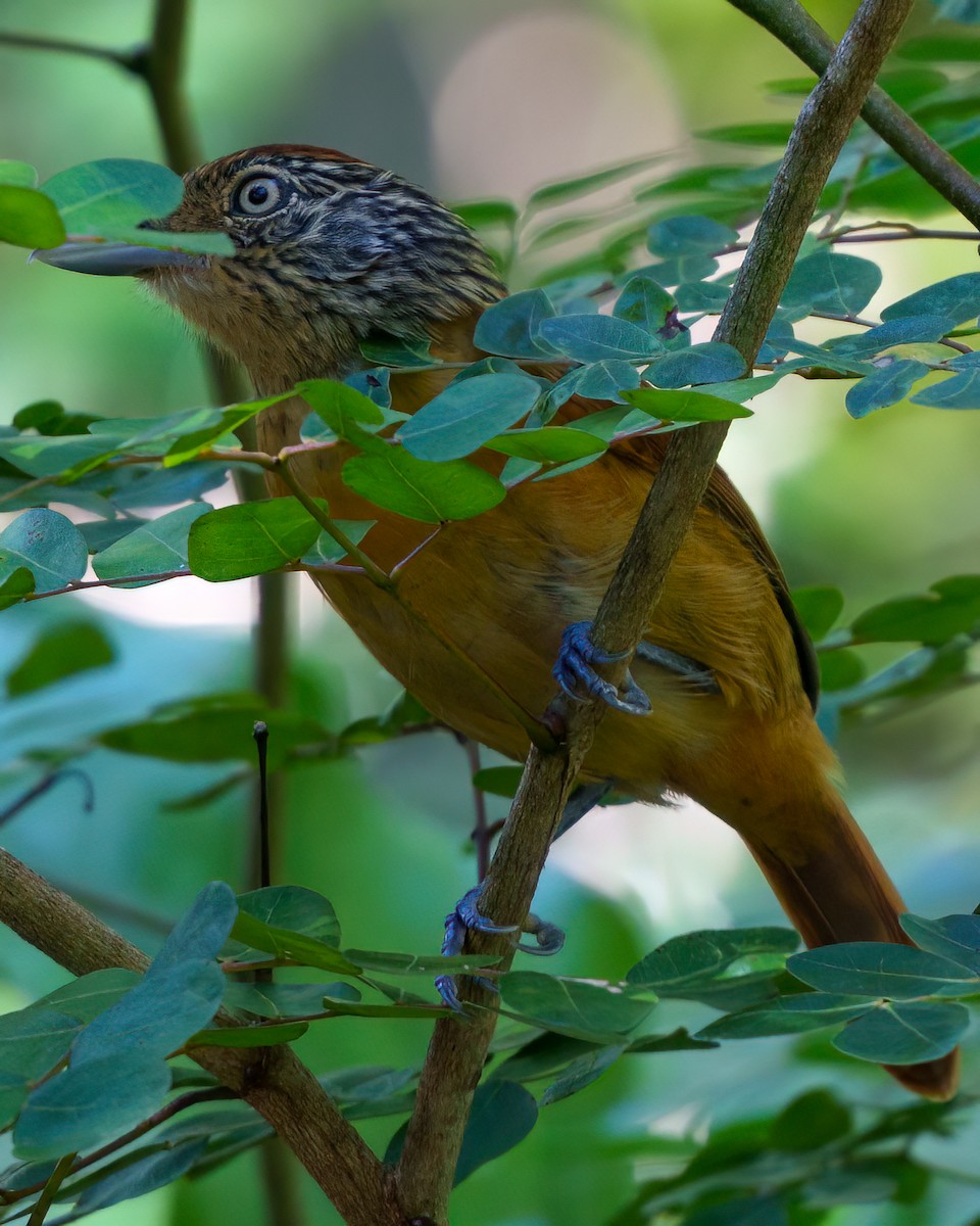 Barred Antshrike - ML646614534