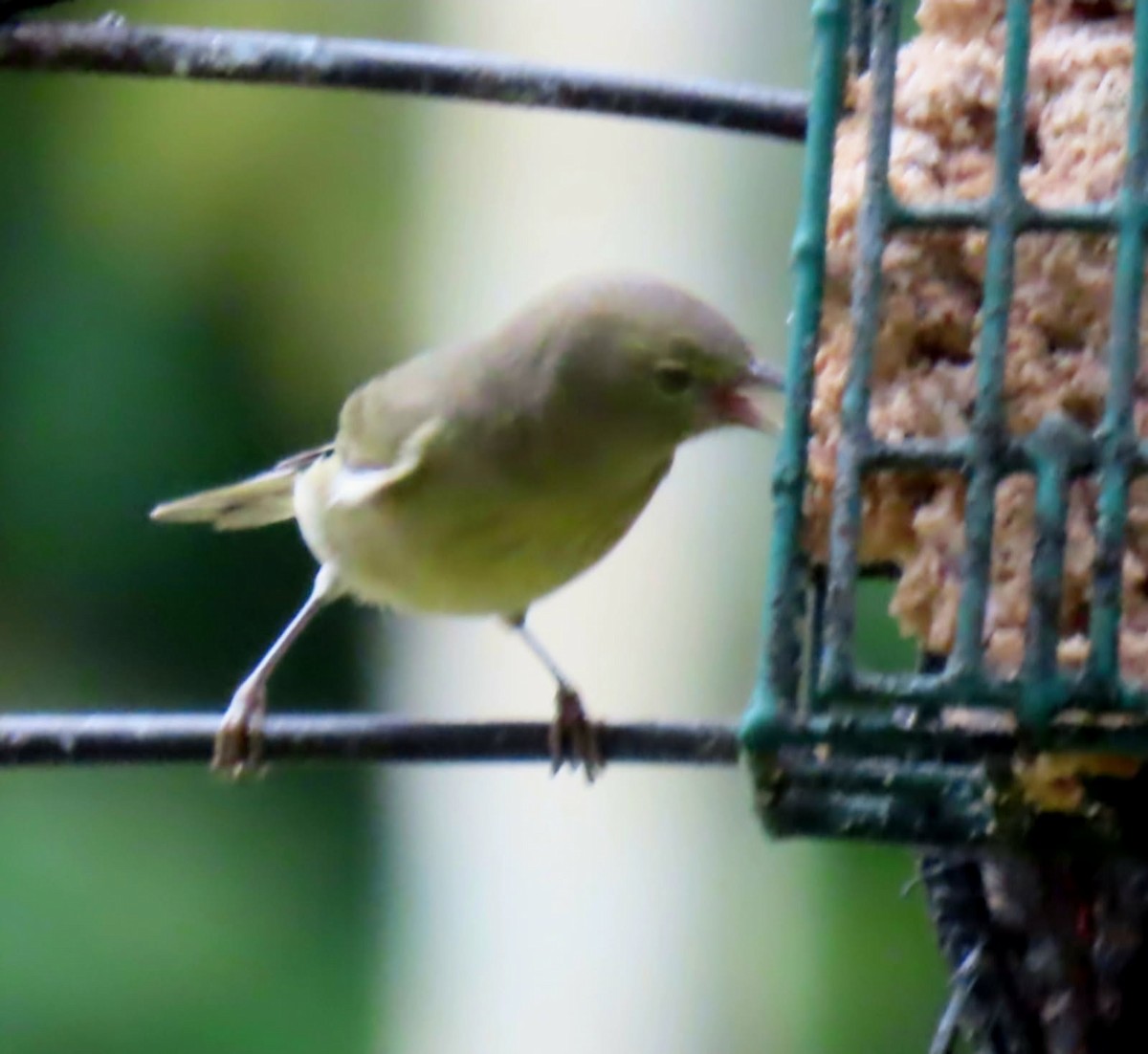 Orange-crowned Warbler - ML646614540