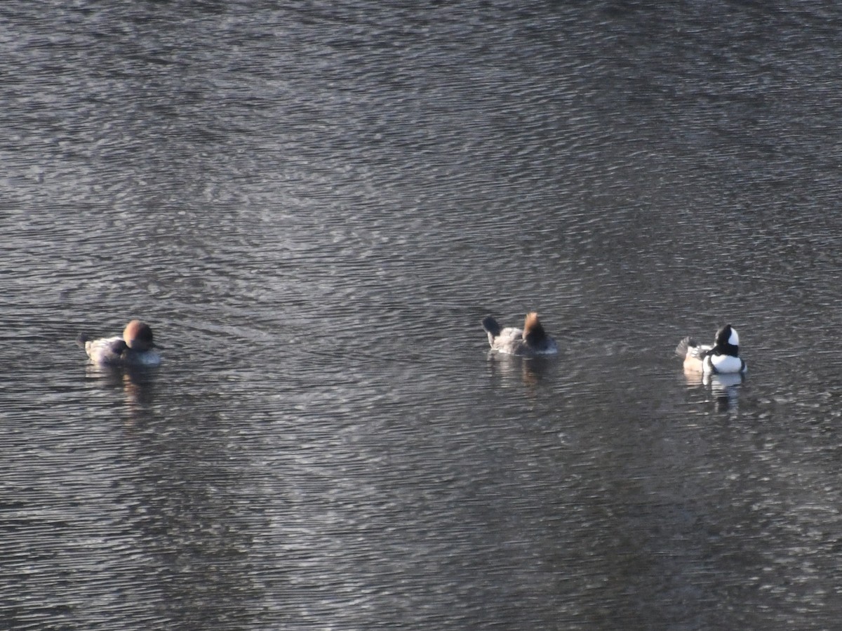 Hooded Merganser - ML646614541