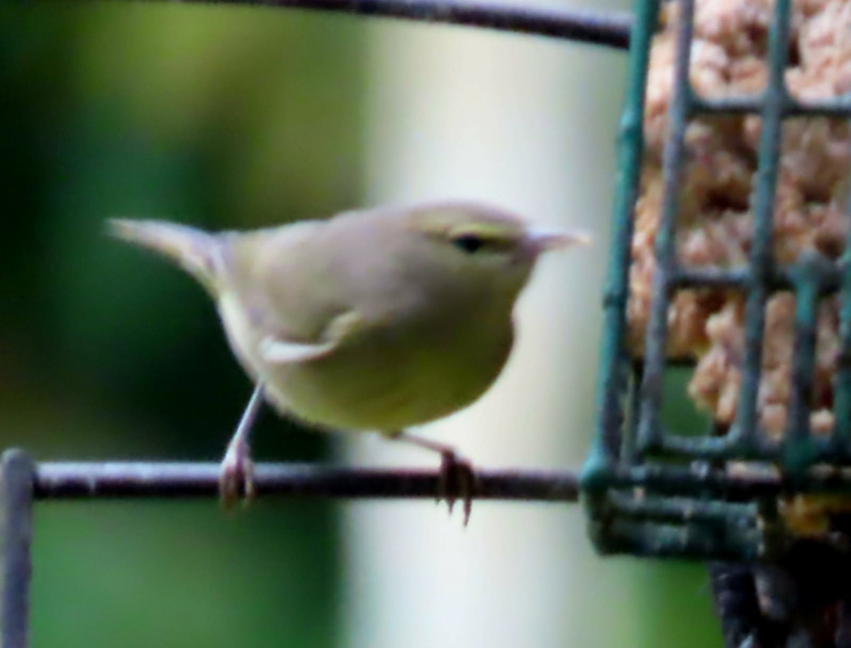 Orange-crowned Warbler - ML646614542