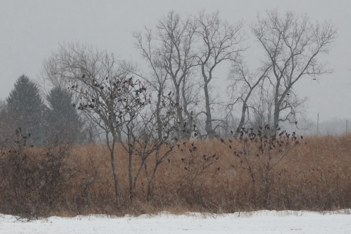 European Starling - ML646614546