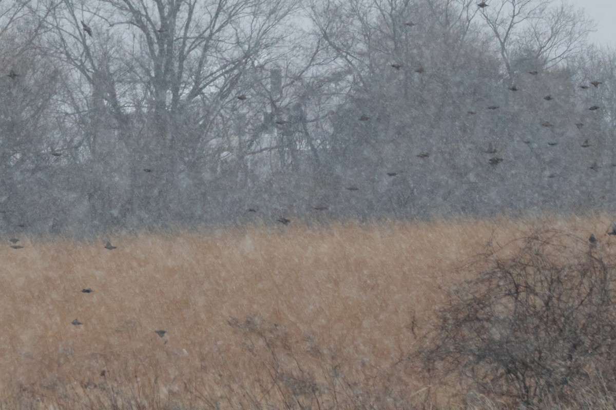 European Starling - ML646614547