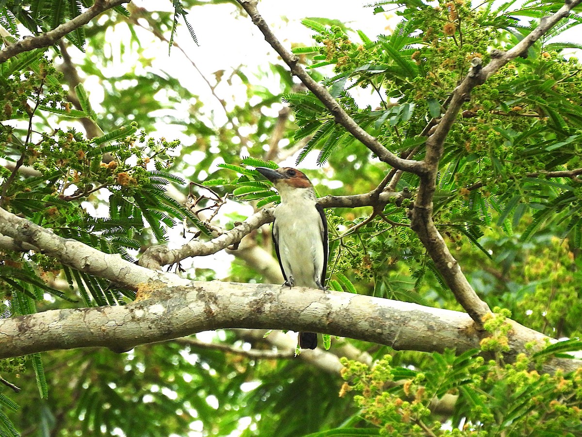 Black-crowned Tityra - ML646614548