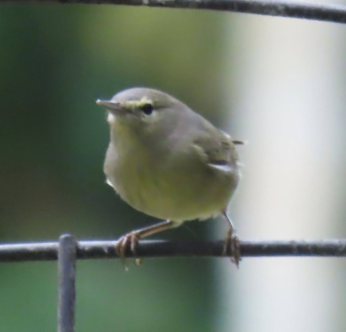 Orange-crowned Warbler - ML646614549