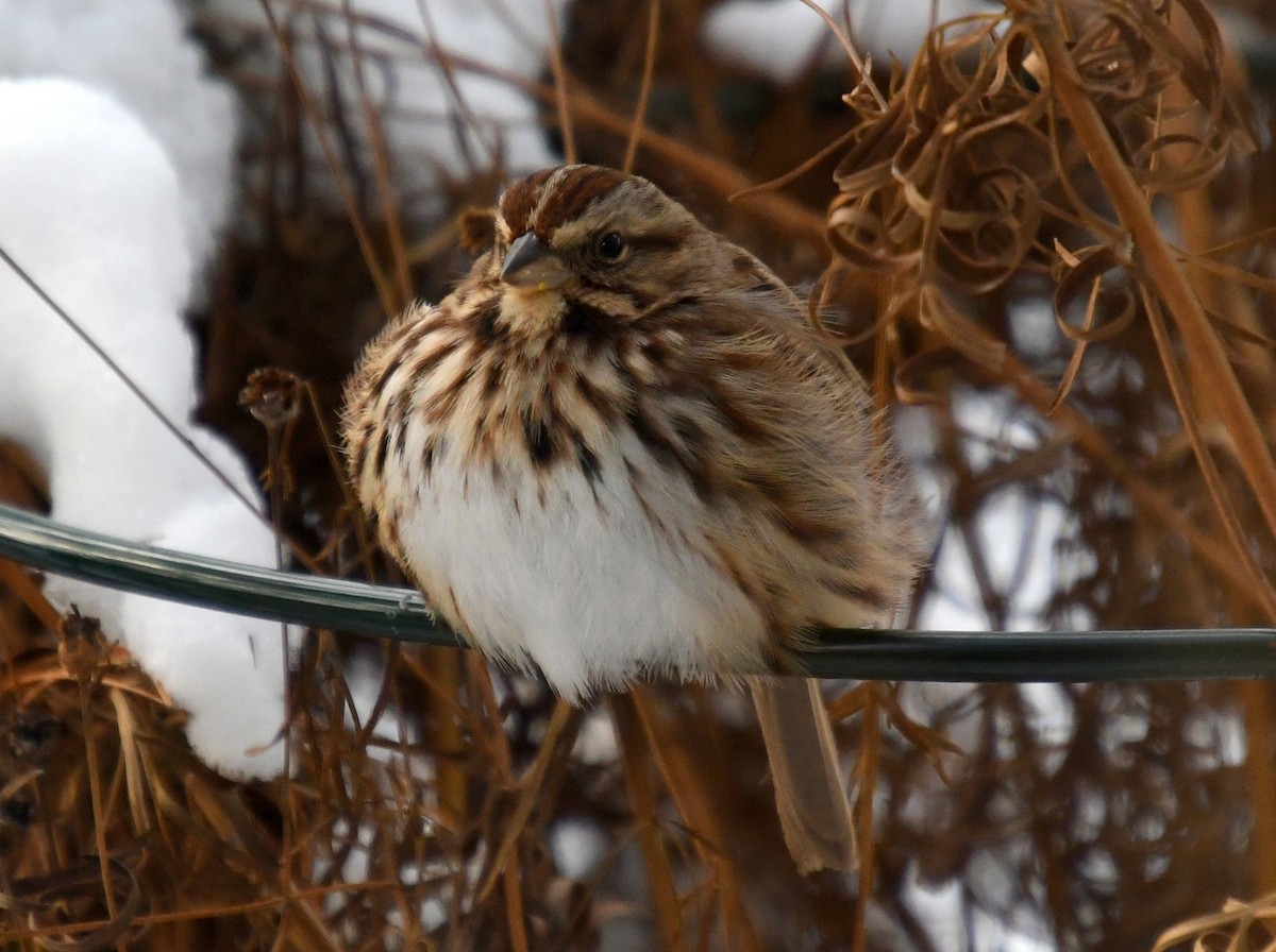Певчая овсянка - ML646614550