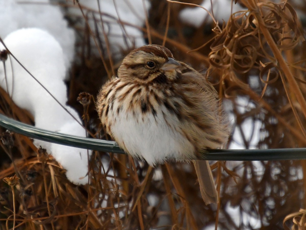 Певчая овсянка - ML646614551
