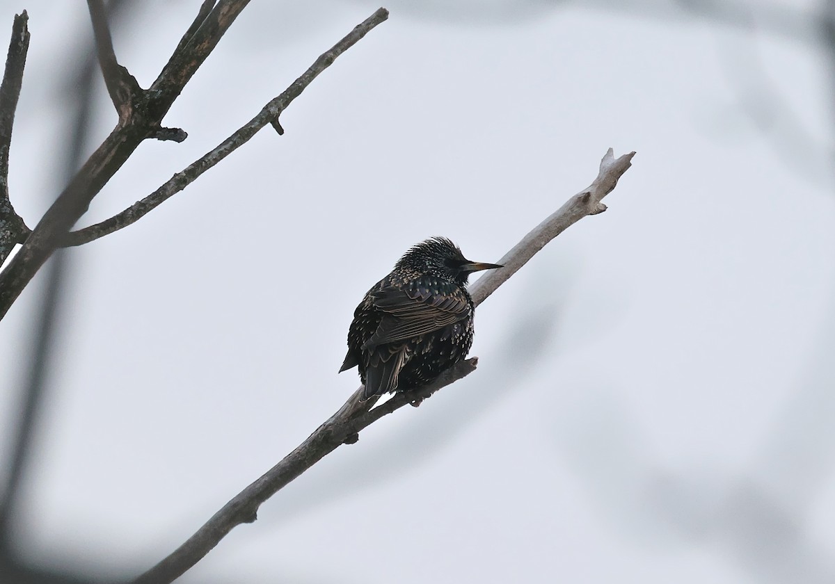 Estornino Pinto - ML646614552