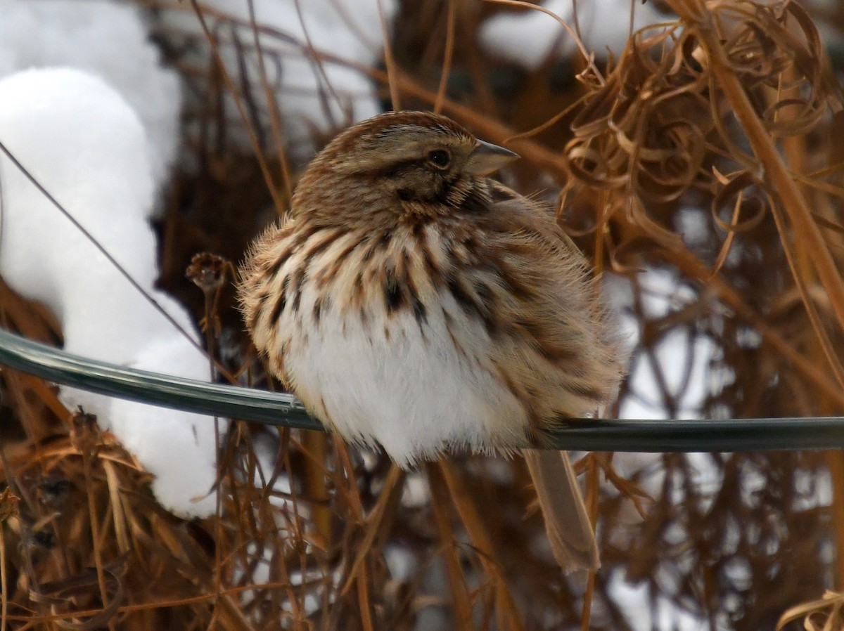 Певчая овсянка - ML646614553
