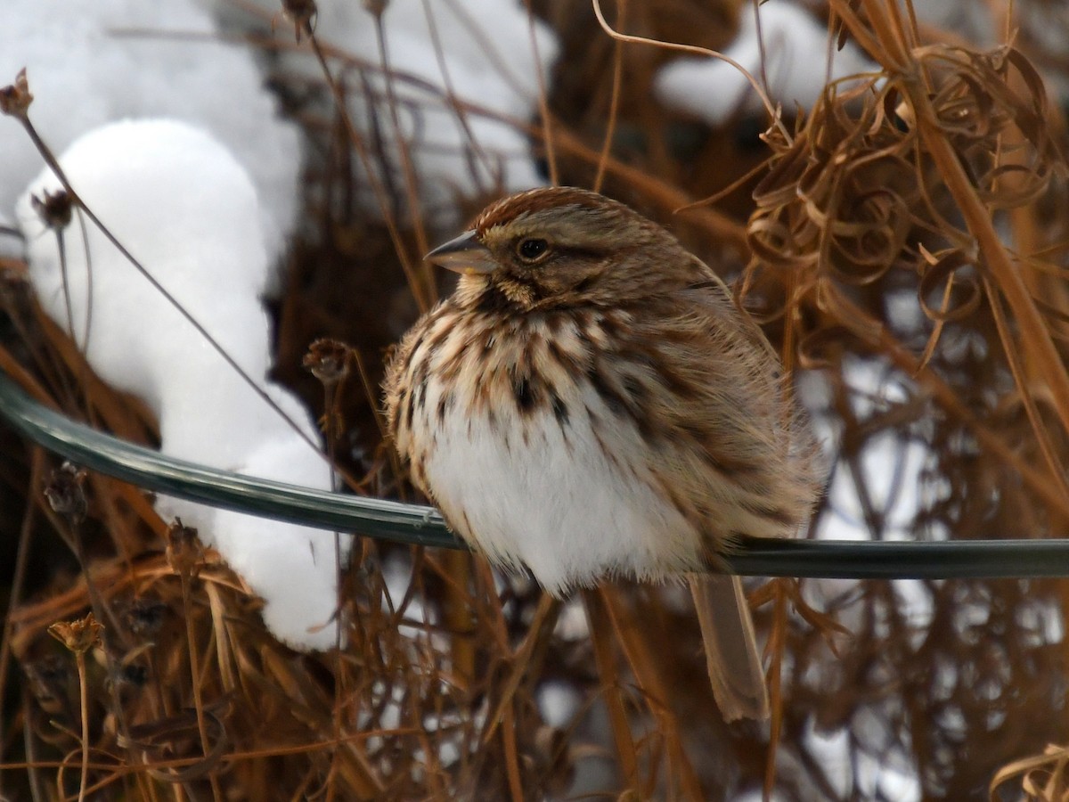 Певчая овсянка - ML646614554