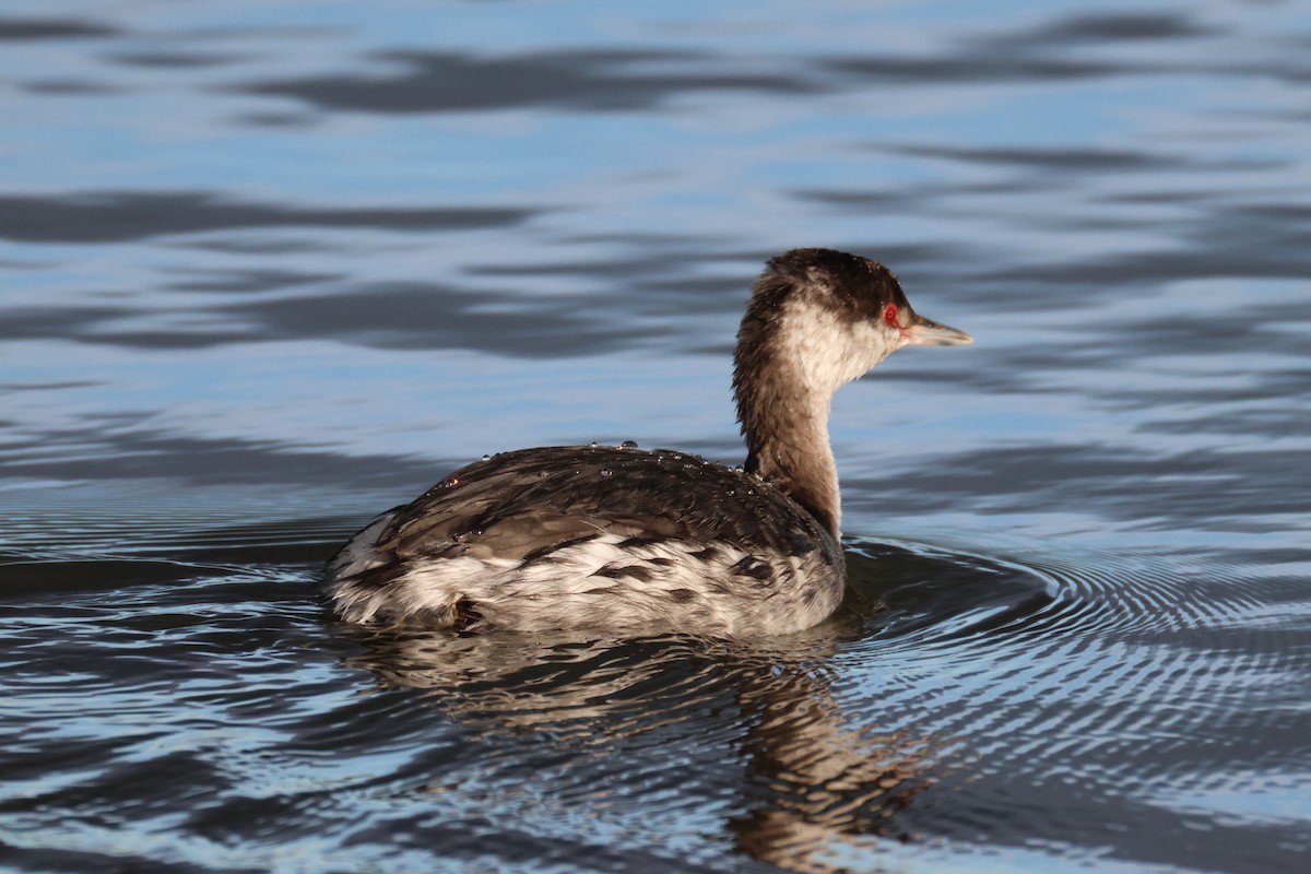 potápka žlutorohá - ML646614556