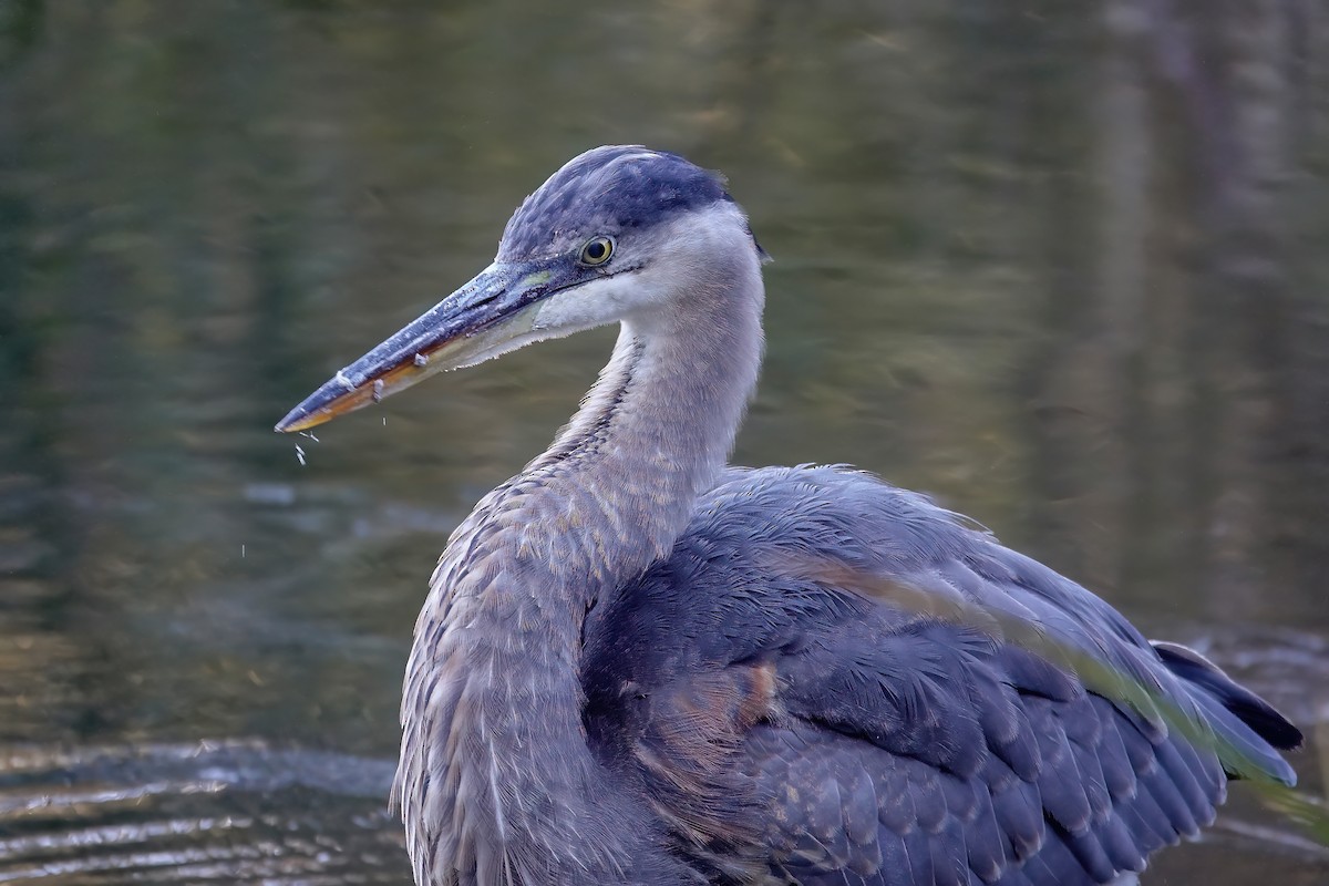 Great Blue Heron - ML646614561