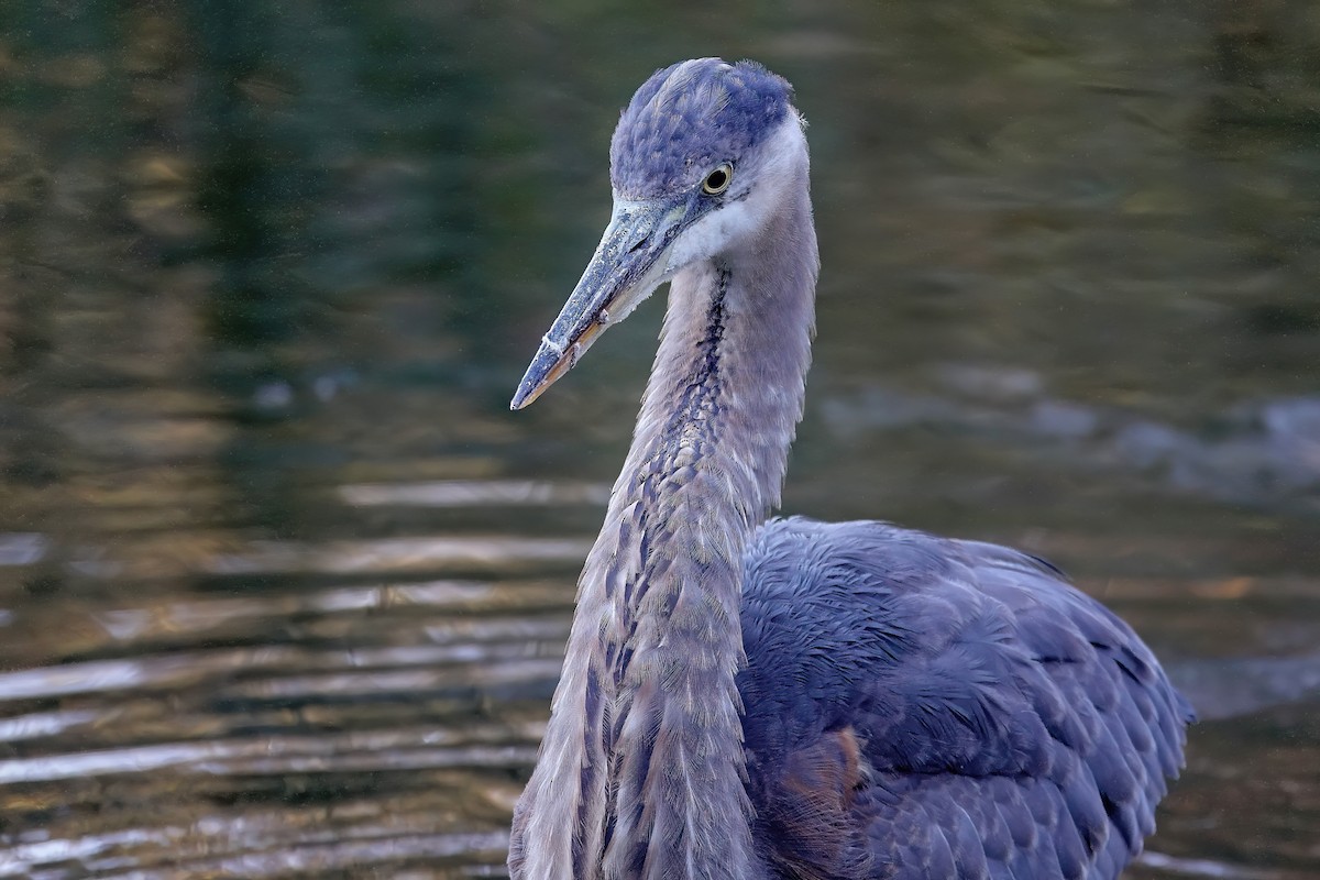 Great Blue Heron - ML646614562