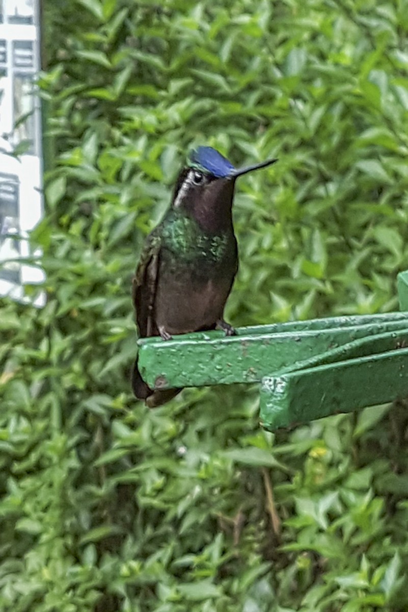 Purple-throated Mountain-gem - ML646614563