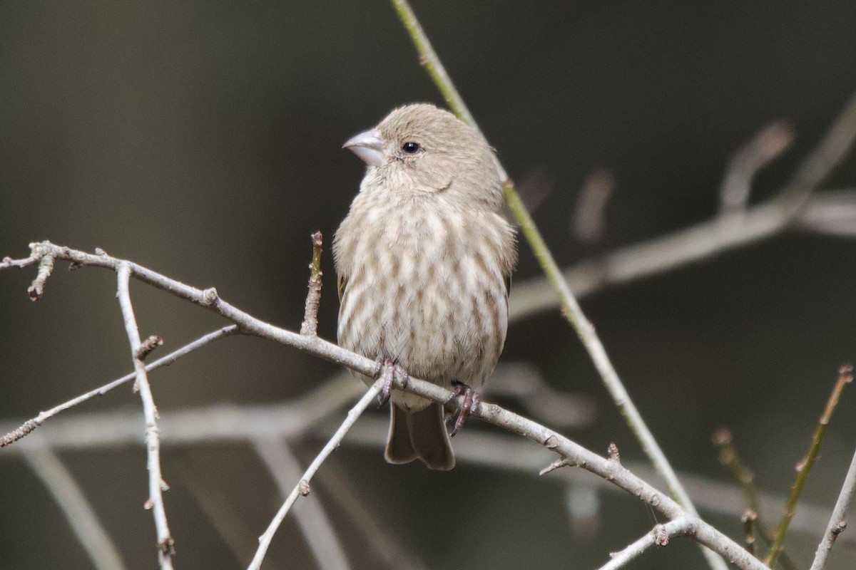 Ev Çütresi - ML646614572