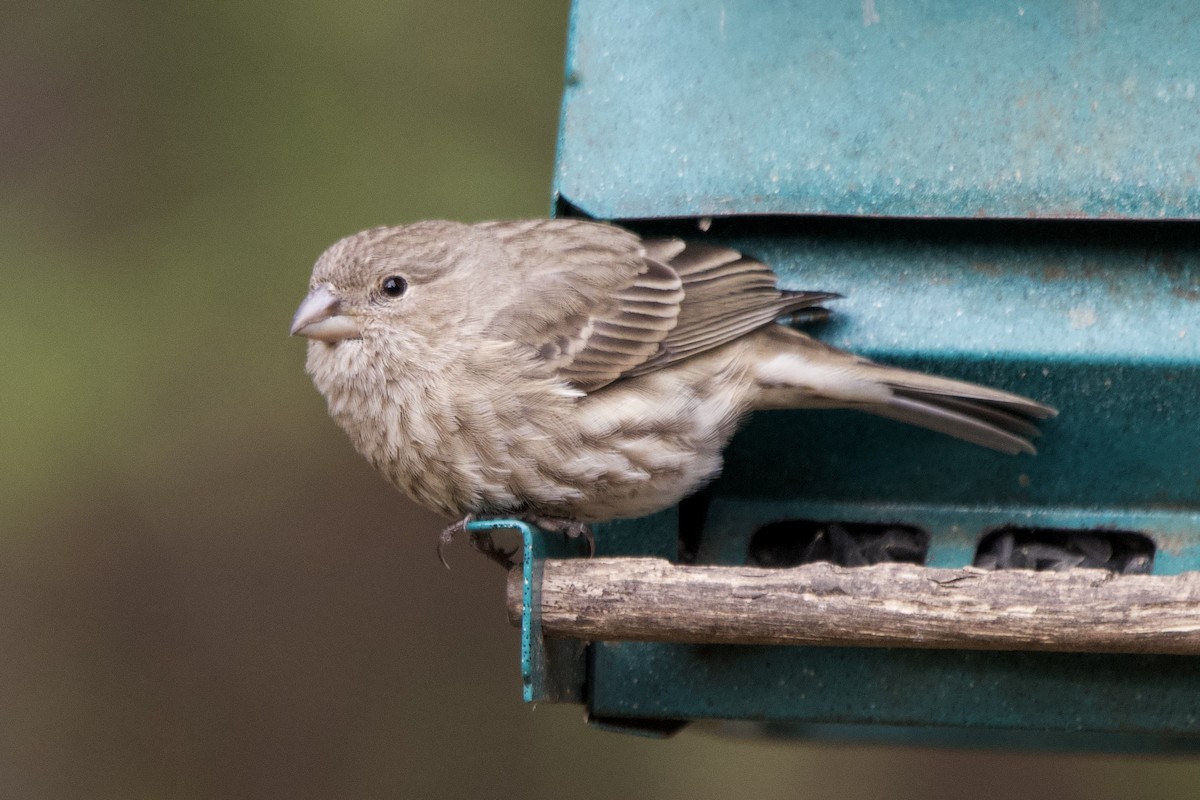 Ev Çütresi - ML646614573