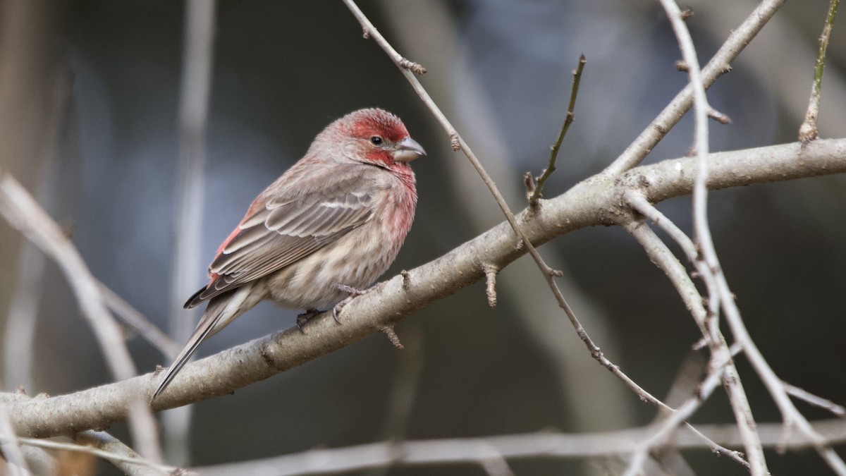 Ev Çütresi - ML646614574