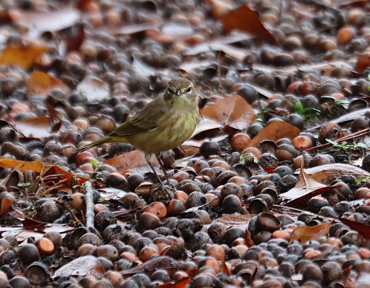 Palmenwaldsänger (palmarum) - ML646614575
