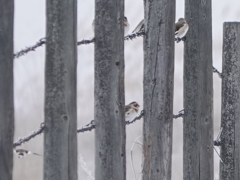 Snow Bunting - ML646614576