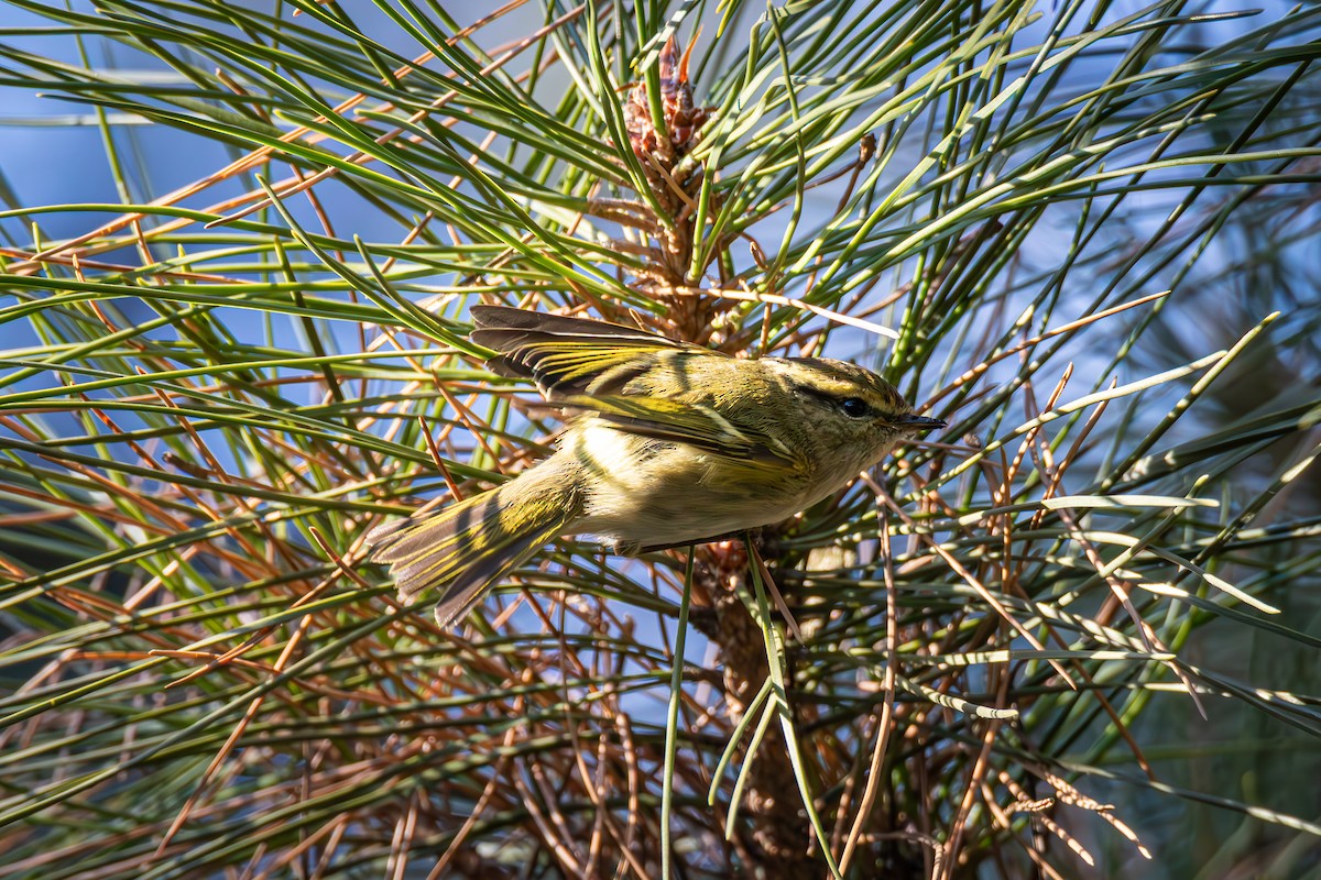 Pallas's Leaf Warbler - ML646614577
