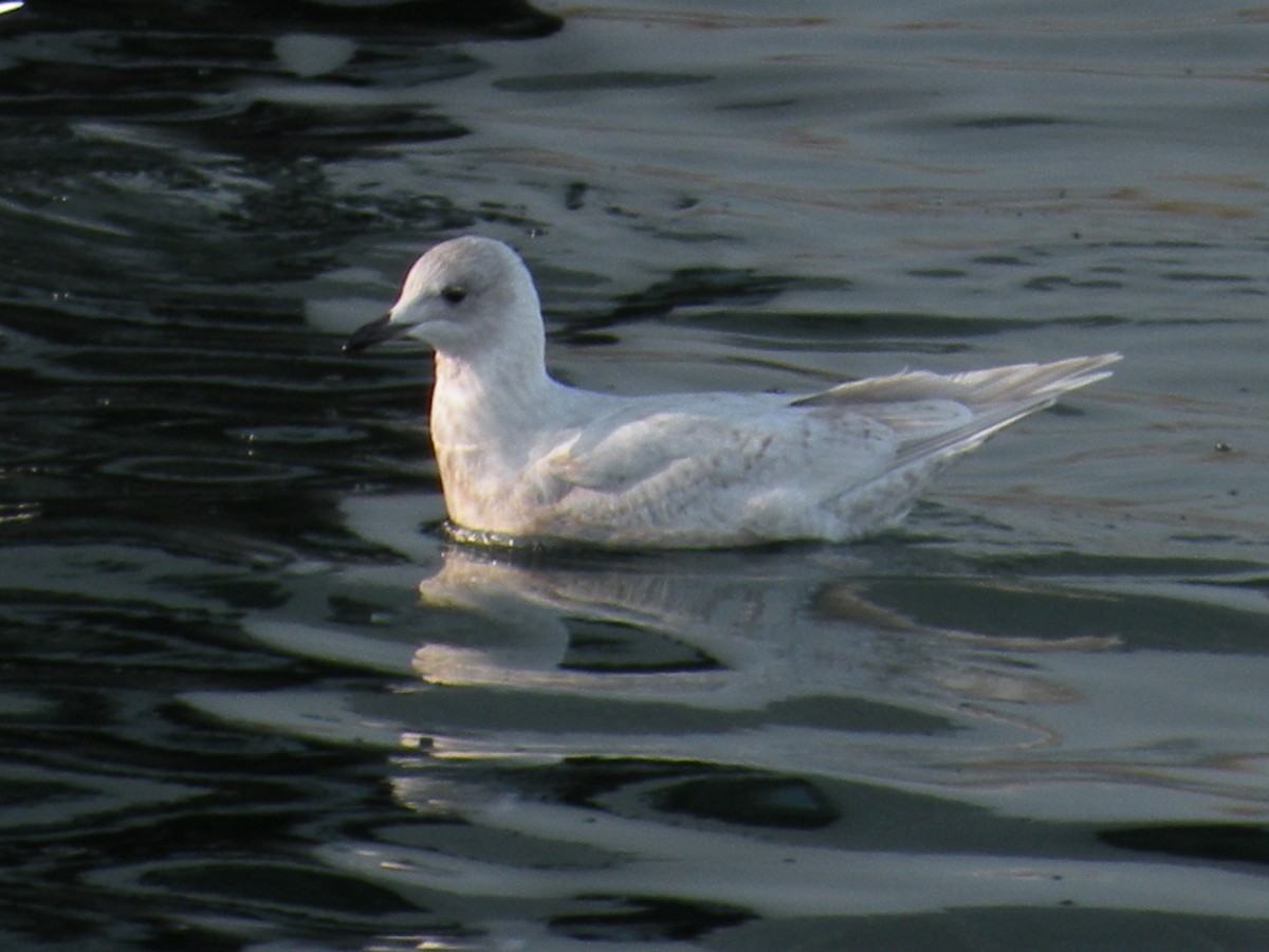 Iceland Gull - ML646614578