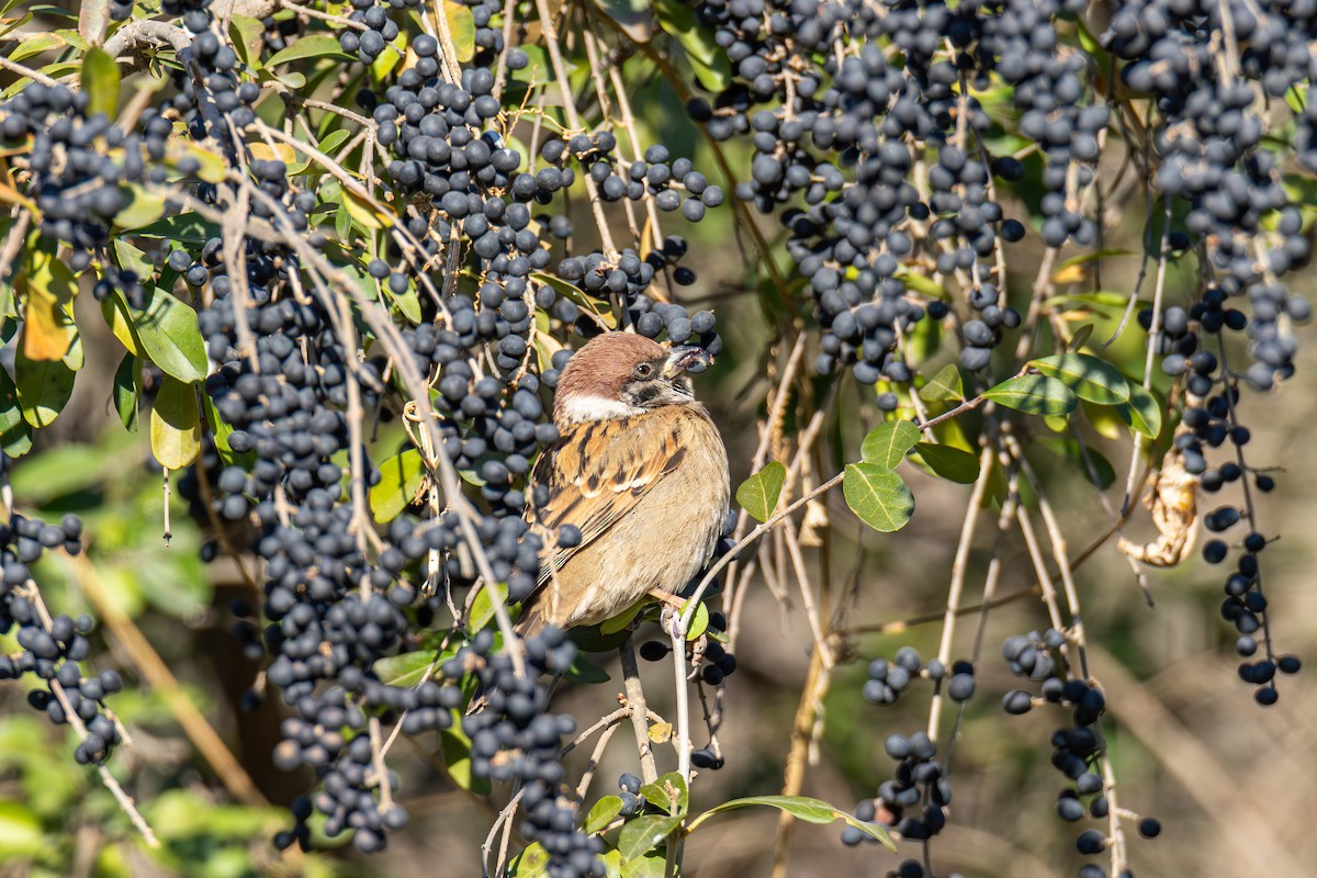 Ağaç Serçesi - ML646614580