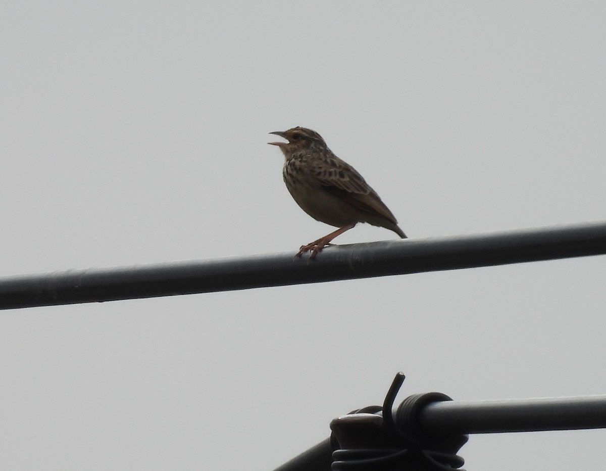 ズアカヤブヒバリ - ML646614581