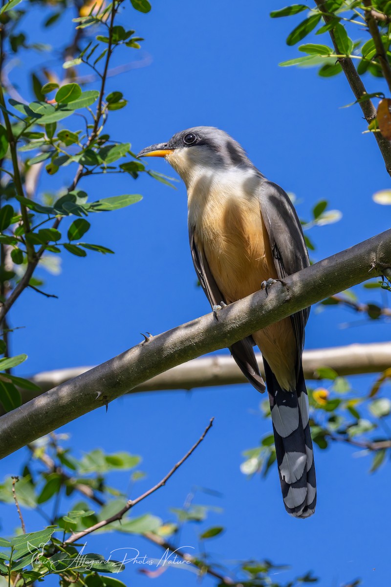 Mangrove Cuckoo - ML646614582