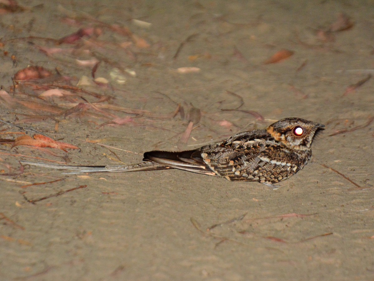 ハサミヨタカ - ML646614583