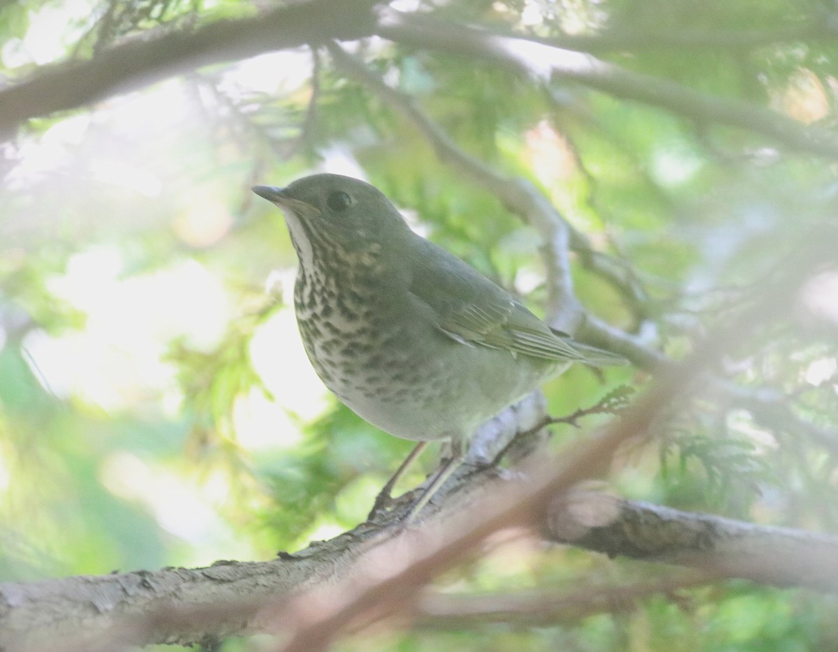 Grauwangen-Musendrossel - ML646614584