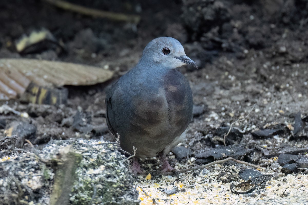 Colombe mondétour - ML646614585