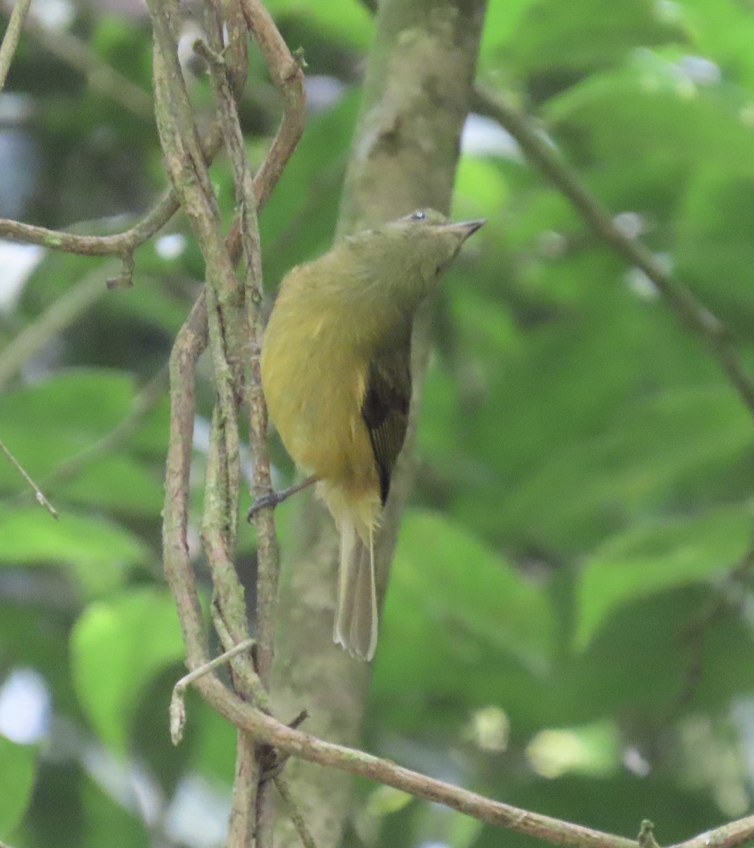 Ochre-bellied Flycatcher - ML646614587
