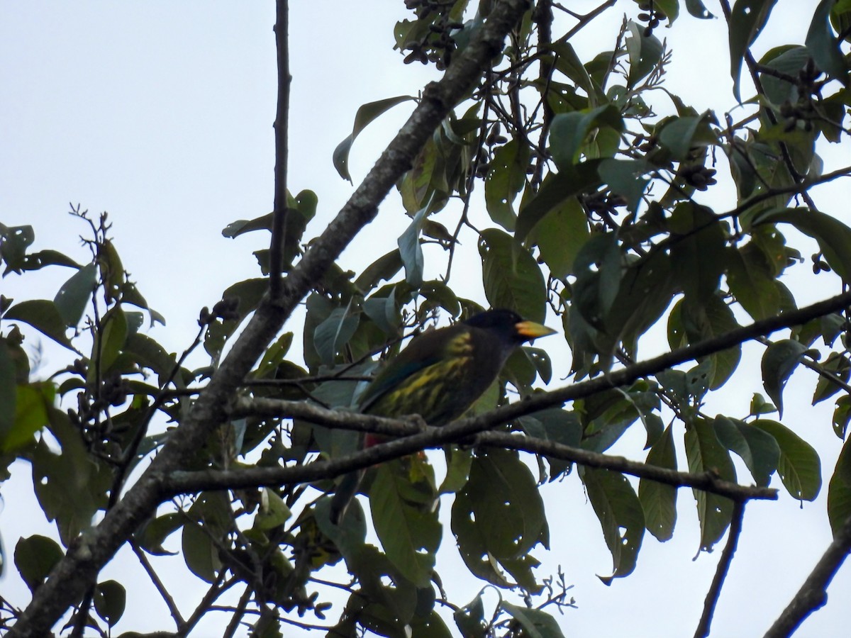 barbet velký - ML646614588