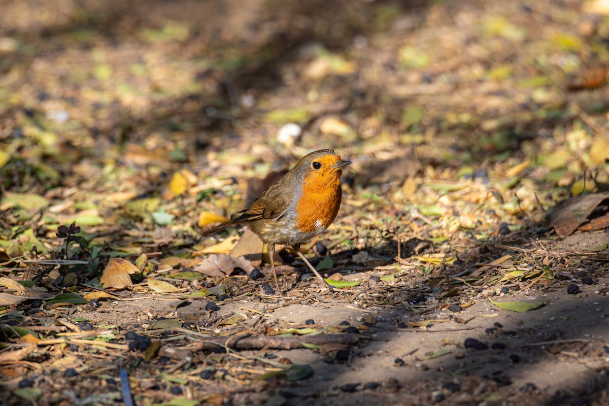 European Robin - ML646614589
