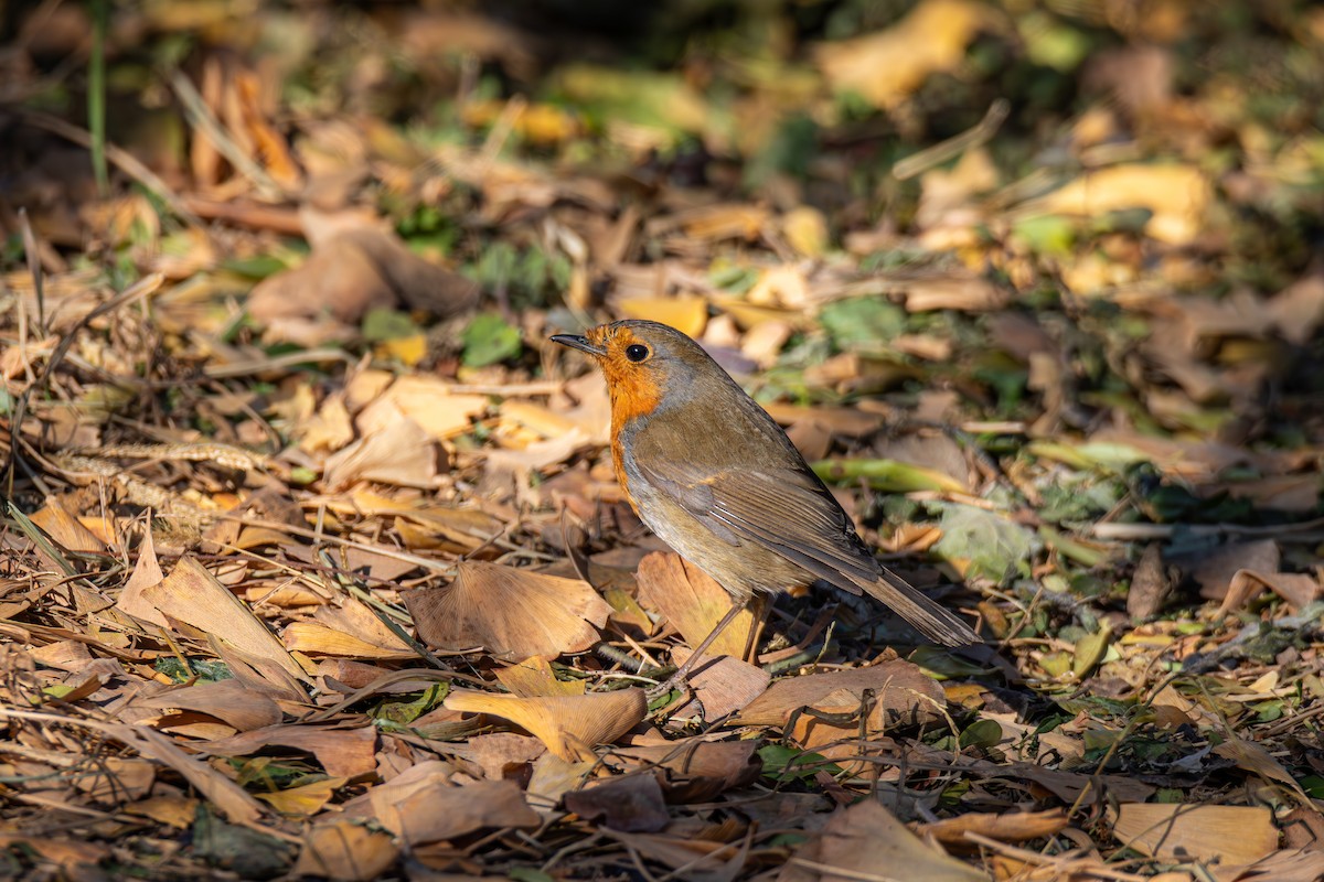 European Robin - ML646614590