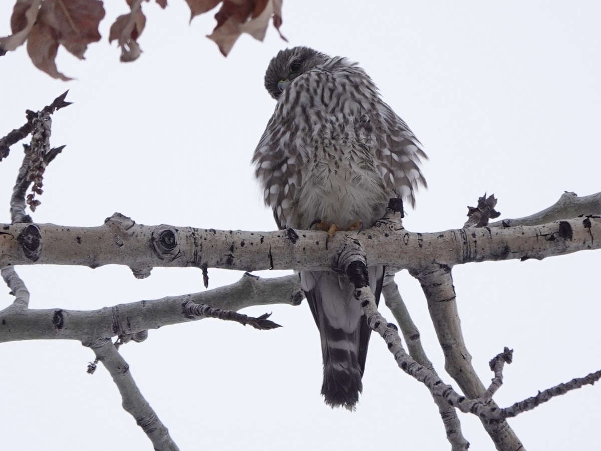 Merlin - ML646614594