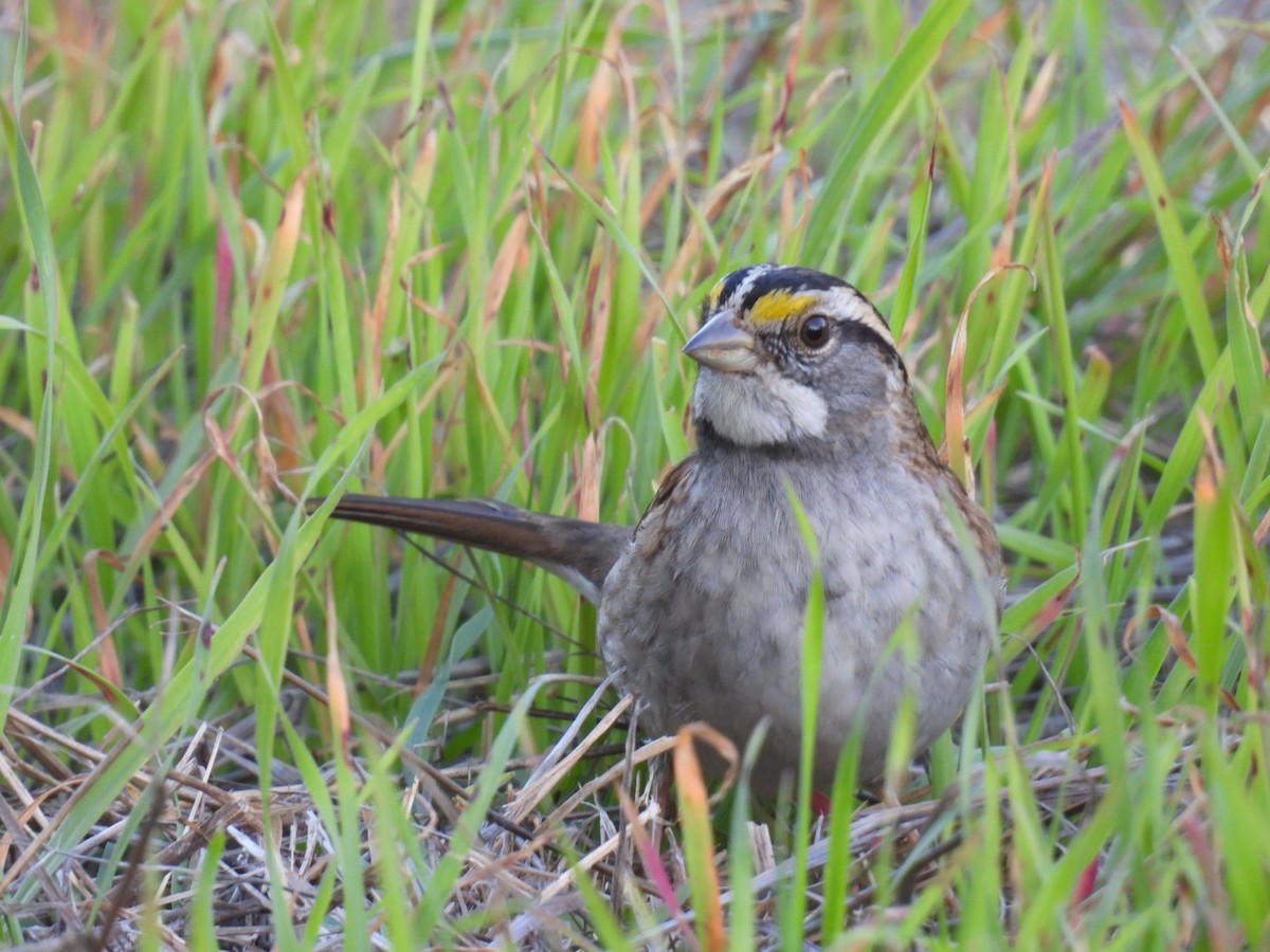 White-throated Sparrow - ML646614595