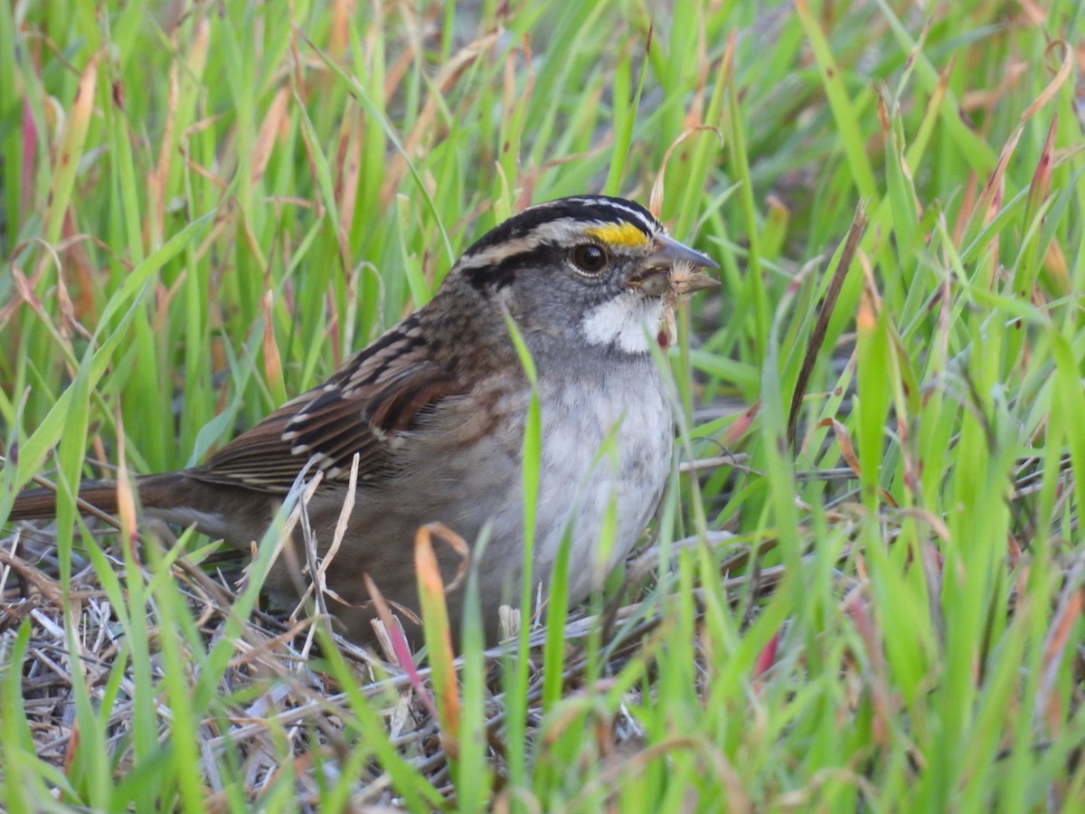 White-throated Sparrow - ML646614596