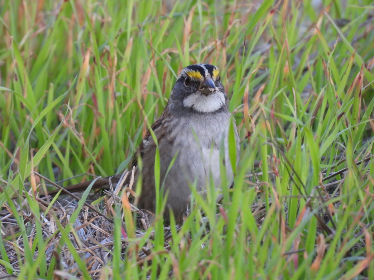 White-throated Sparrow - ML646614597